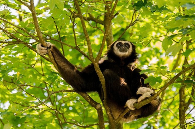 Namdapha National Park & Tiger Reserve