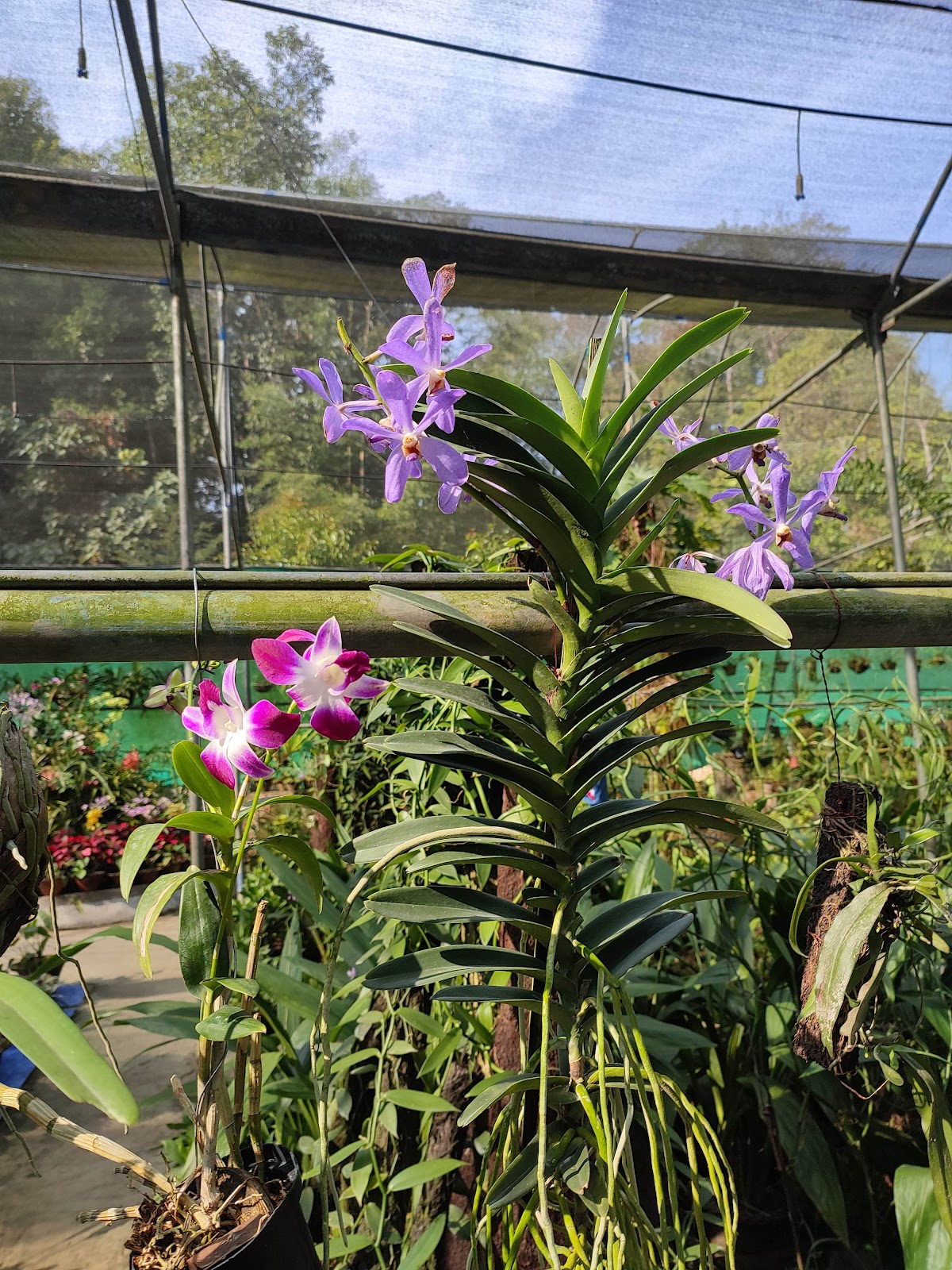 Kaziranga National Orchid and Biodiversity Park