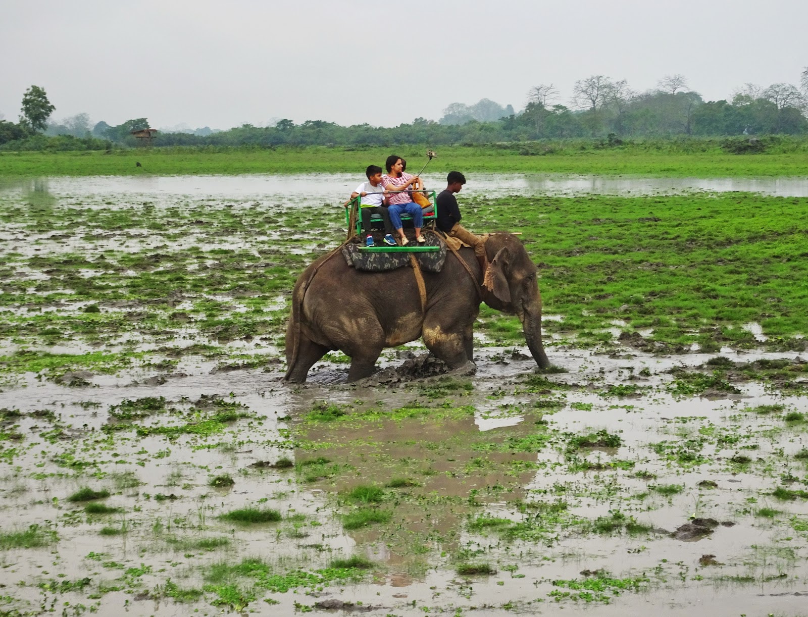 Kaziranga National Park photo 2