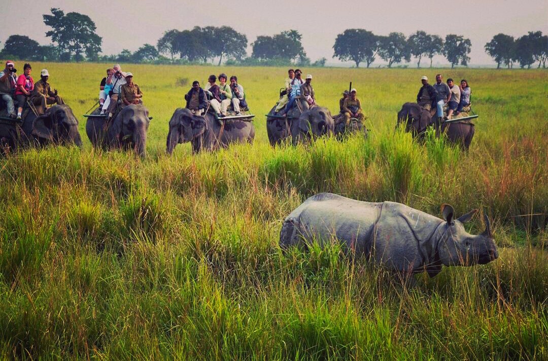Kaziranga National Park photo 3