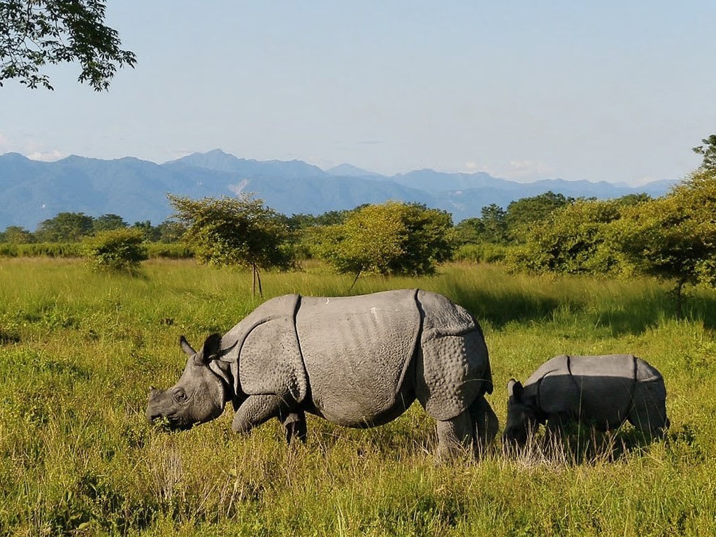 Manas National Park photo 3