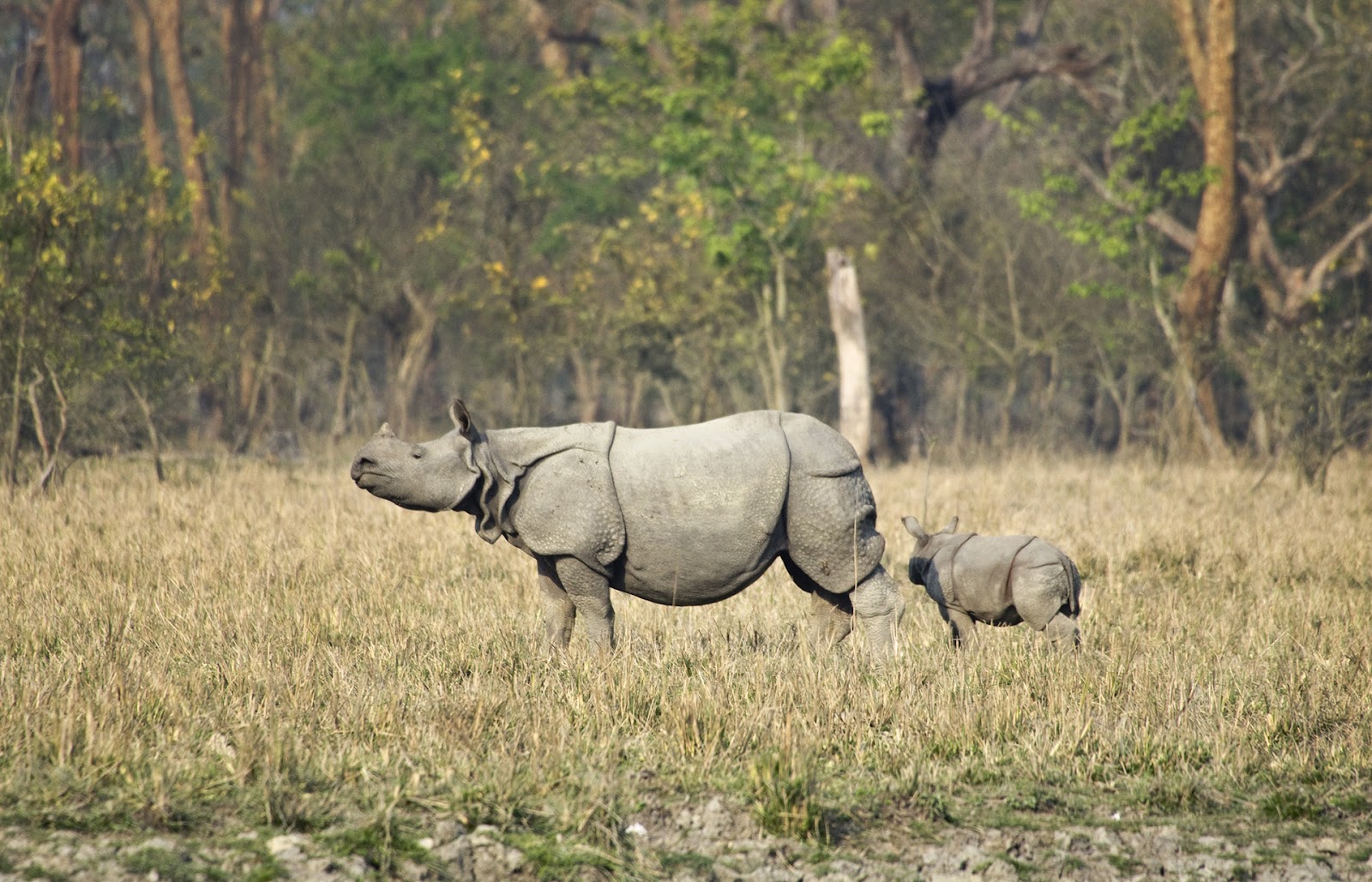 Pobitora Wildlife Sanctuary