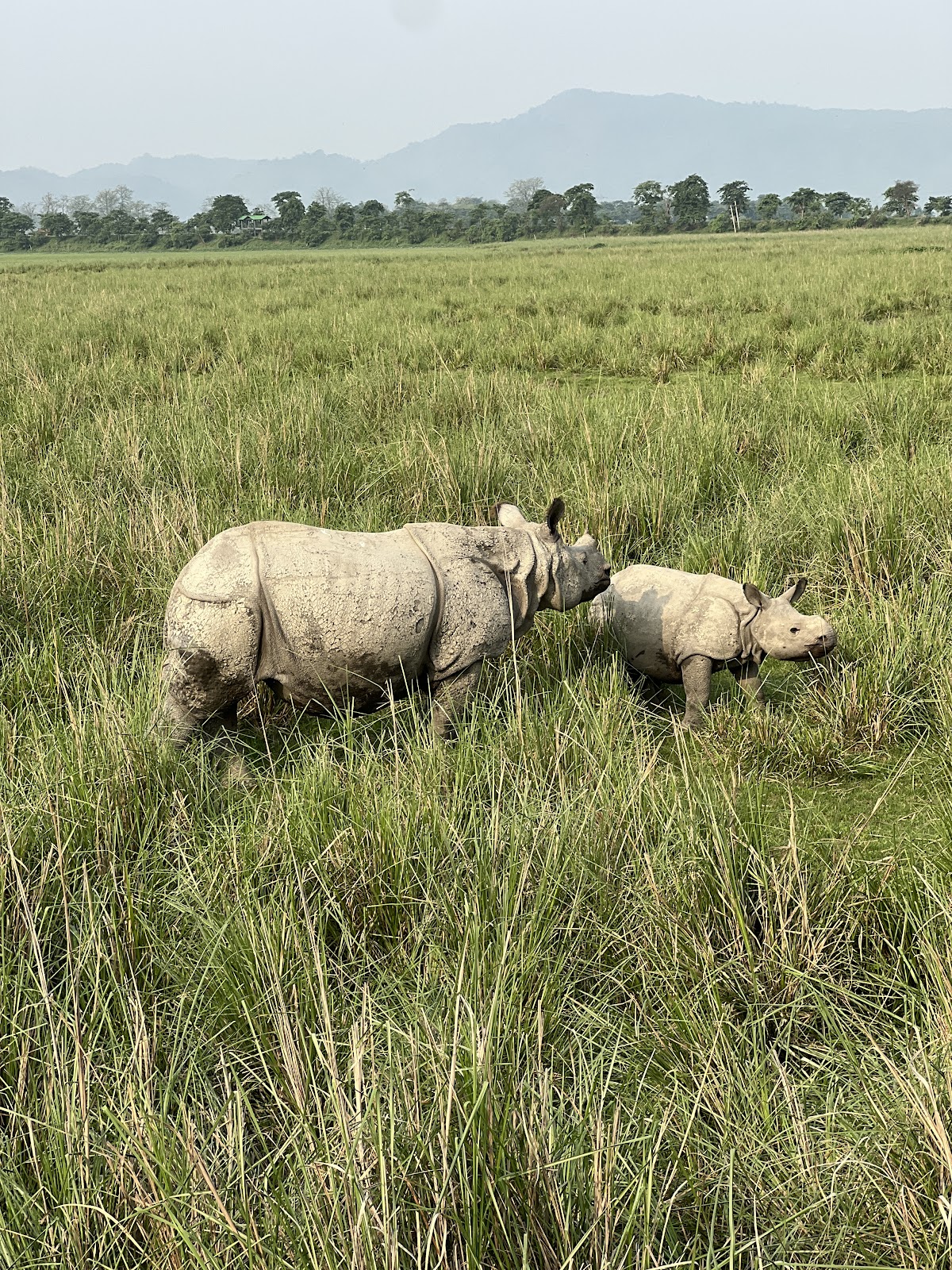 Pobitora Wildlife Sanctuary photo 3