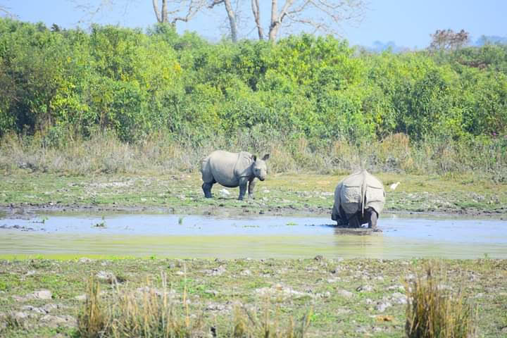 Kaziranga — Assam