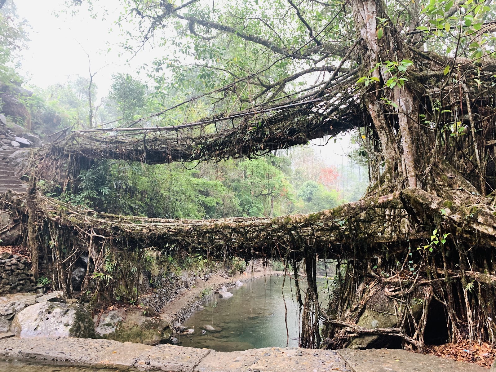 Double Decker Living Root Bridge