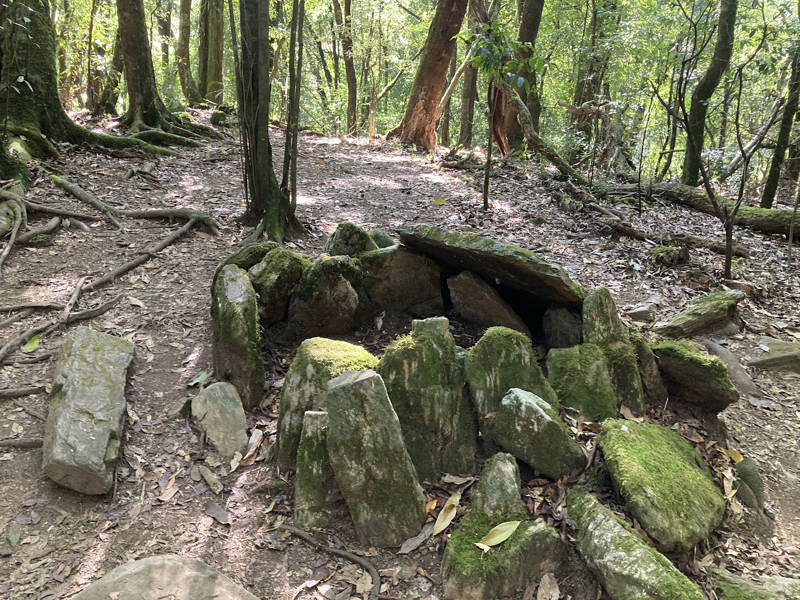 Mawphlang Sacred Grove