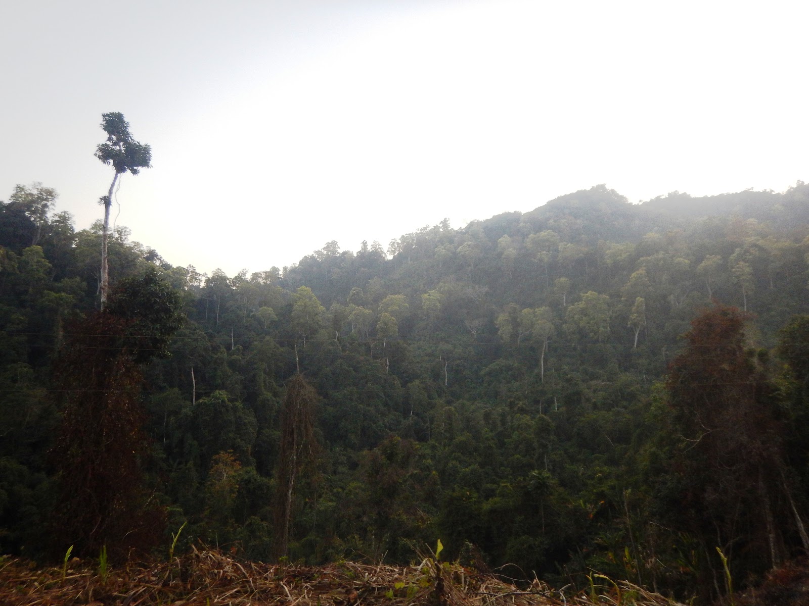 Ngengpui Wildlife Sanctuary photo 3