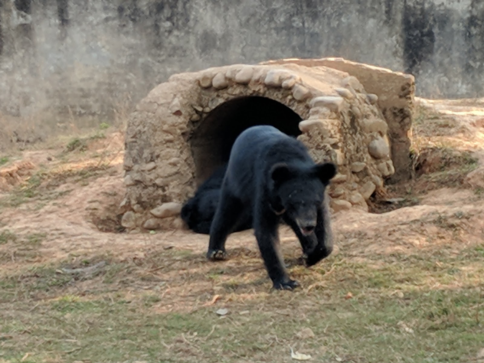 Nagaland Zoological Park photo 2