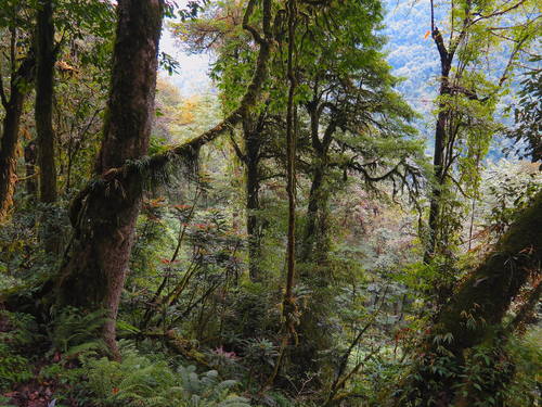 Kyongnosla Alpine Sanctuary photo 2