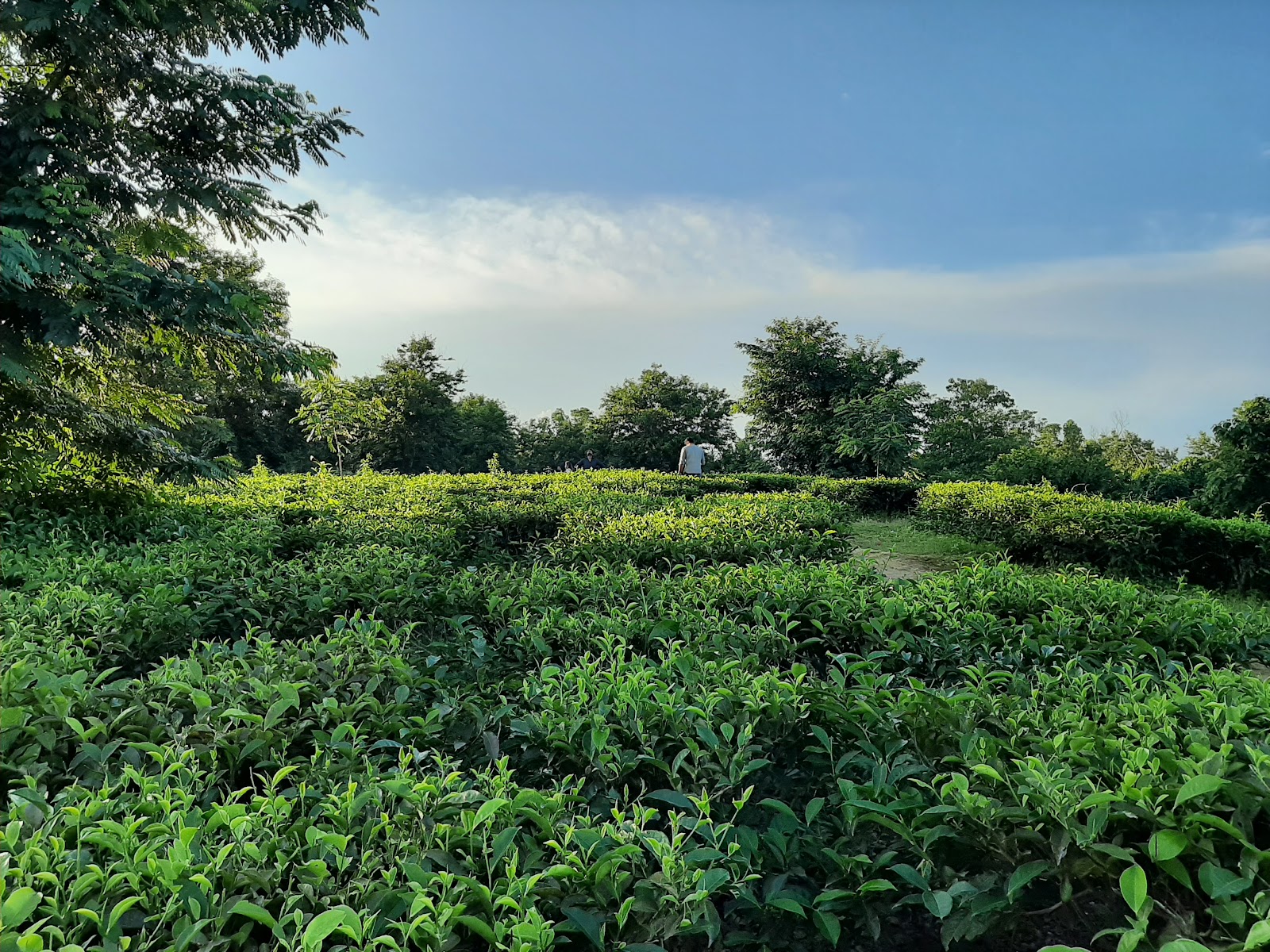 Durgabari Tea Estate