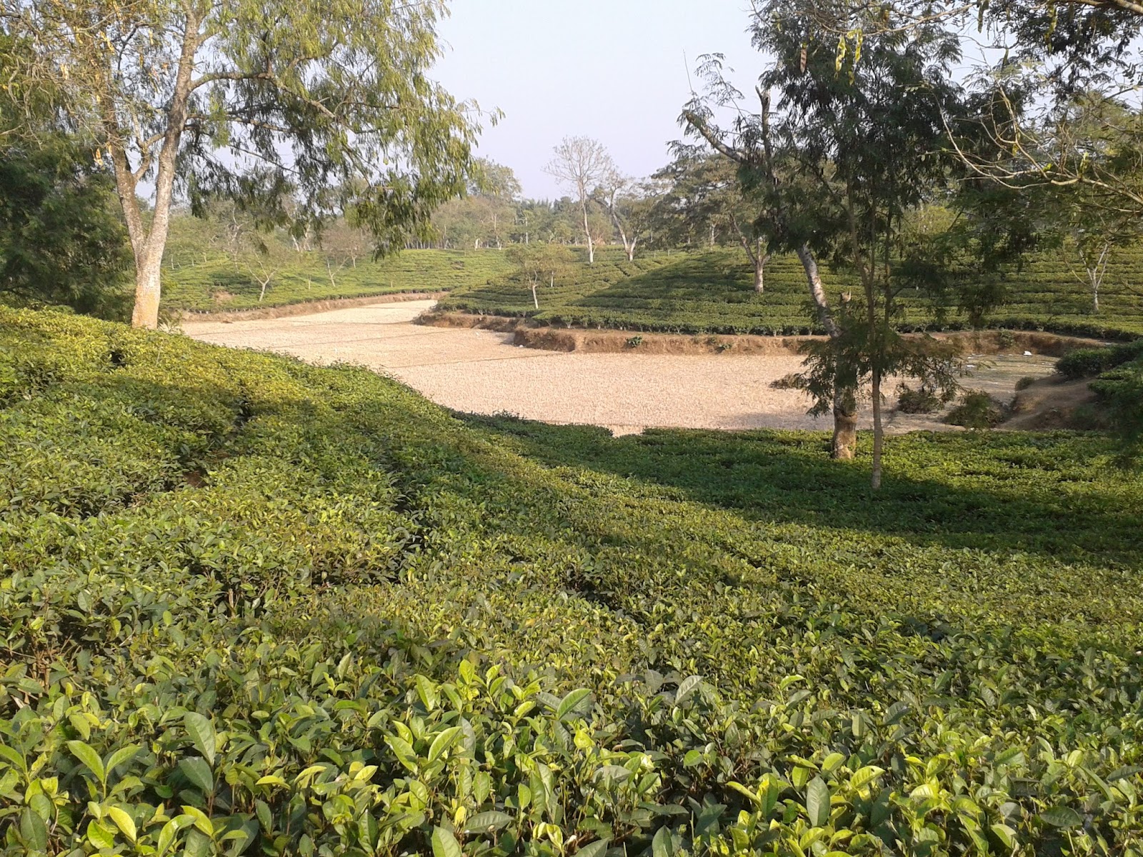 Durgabari Tea Estate photo 2