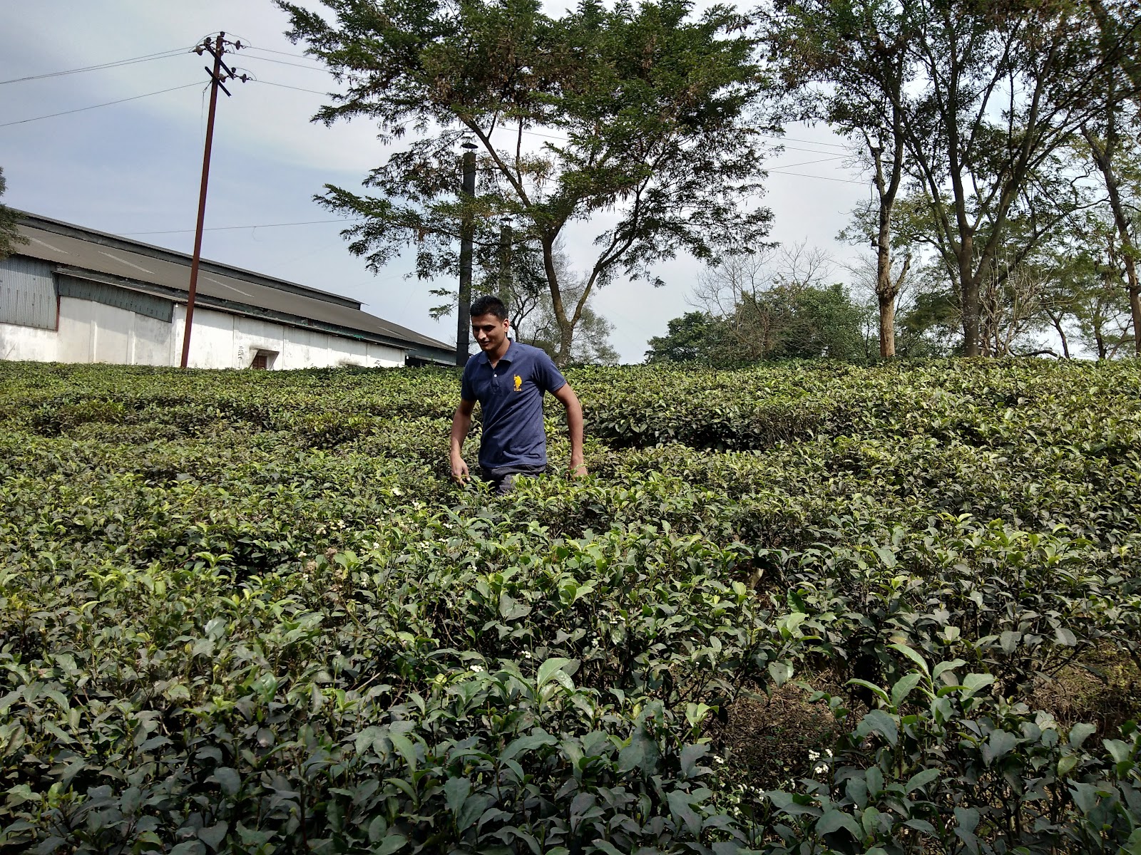 Durgabari Tea Estate photo 3